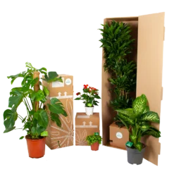 Philodendron Squamiferum Piramide - P19 H75 - Kamerplant -Tuin Gereedschap Winkel biezen kamerplanten verpakking 5 1