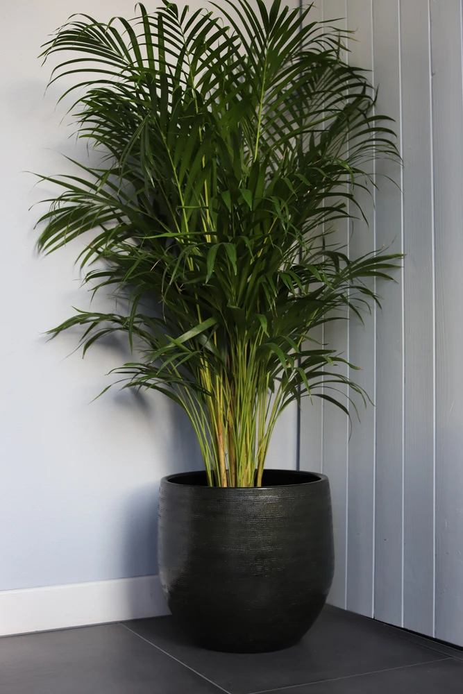 Bloempot Tokio - d28 x h26cm - Groen Bloempot Tokio - D28 X H26cm - Groen -Tuin Gereedschap Winkel bloempot tokio groen bloempot 2 1 1