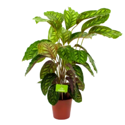 Calathea Flamestar - Schaduwplant - P19 H75 - Kamerplant