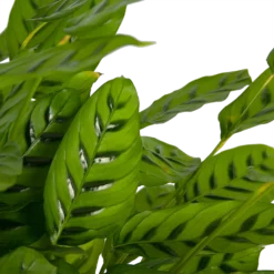 Tuin Gereedschap Winkel -Tuin Gereedschap Winkel calathea leopardina schaduwplant p27 h90 kamerplant 3