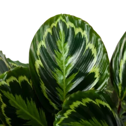 Tuin Gereedschap Winkel -Tuin Gereedschap Winkel calathea medaillon schaduwplant p32cm h80cm 5
