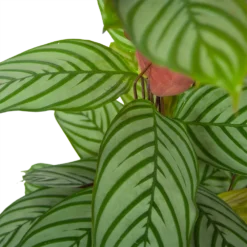 Calathea Oppenheimiana - Schaduwplant - P27 H130 - Kamerplant -Tuin Gereedschap Winkel calathea oppenheimiana schaduwplant p27 h130 6
