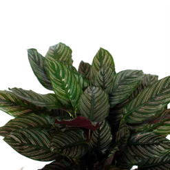 Tuin Gereedschap Winkel -Tuin Gereedschap Winkel calathea ornata livingplant p27 h80 5 3