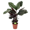 Calathea Ornata - Livingplant - Schaduwplant - P19 H75 - Kamerplant
