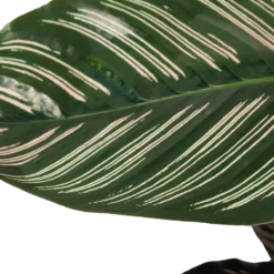 Calathea Ornata - Livingplant - Schaduwplant - P19 H75 - Kamerplant -Tuin Gereedschap Winkel calathea ornata livingplant schaduwplant p19 h75 6 1