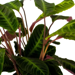 Tuin Gereedschap Winkel -Tuin Gereedschap Winkel calathea warcewiczii livingplant p21 h75 5 1