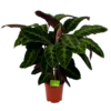 Calathea Warcewiczii - Livingplant - P21 H90 - Kamerplant