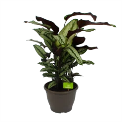 Calathea Whitestar - Schaduwplant - P32 H80 - Kamerplant