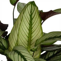Tuin Gereedschap Winkel -Tuin Gereedschap Winkel calathea whitestar schaduwplant p32 h80 5