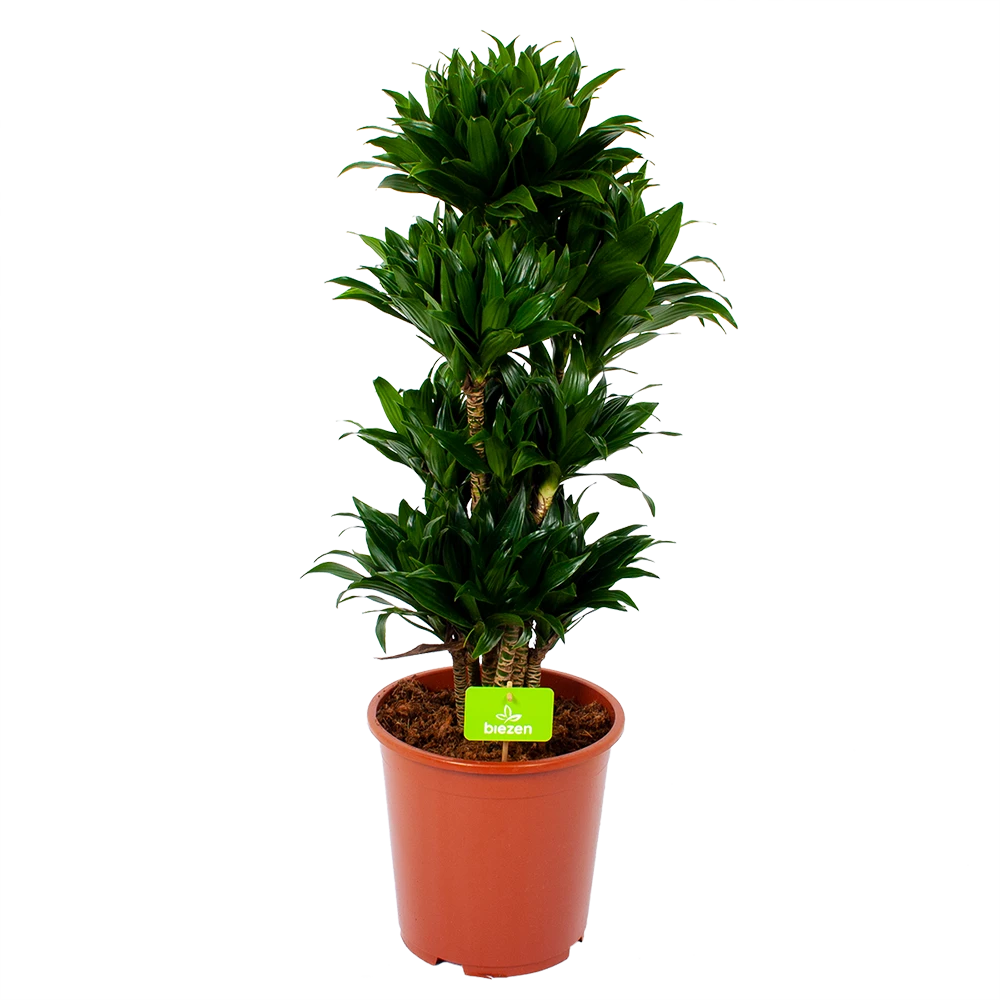Dracaena Compacta - Vertakt - Drakenbloedboom - p27 h100 - Kamerplant Dracaena Compacta - Vertakt - Drakenbloedboom - P27 H100 - Kamerplant -Tuin Gereedschap Winkel dracaena compacta vertakt drakenbloedboom p27 h100 1 1