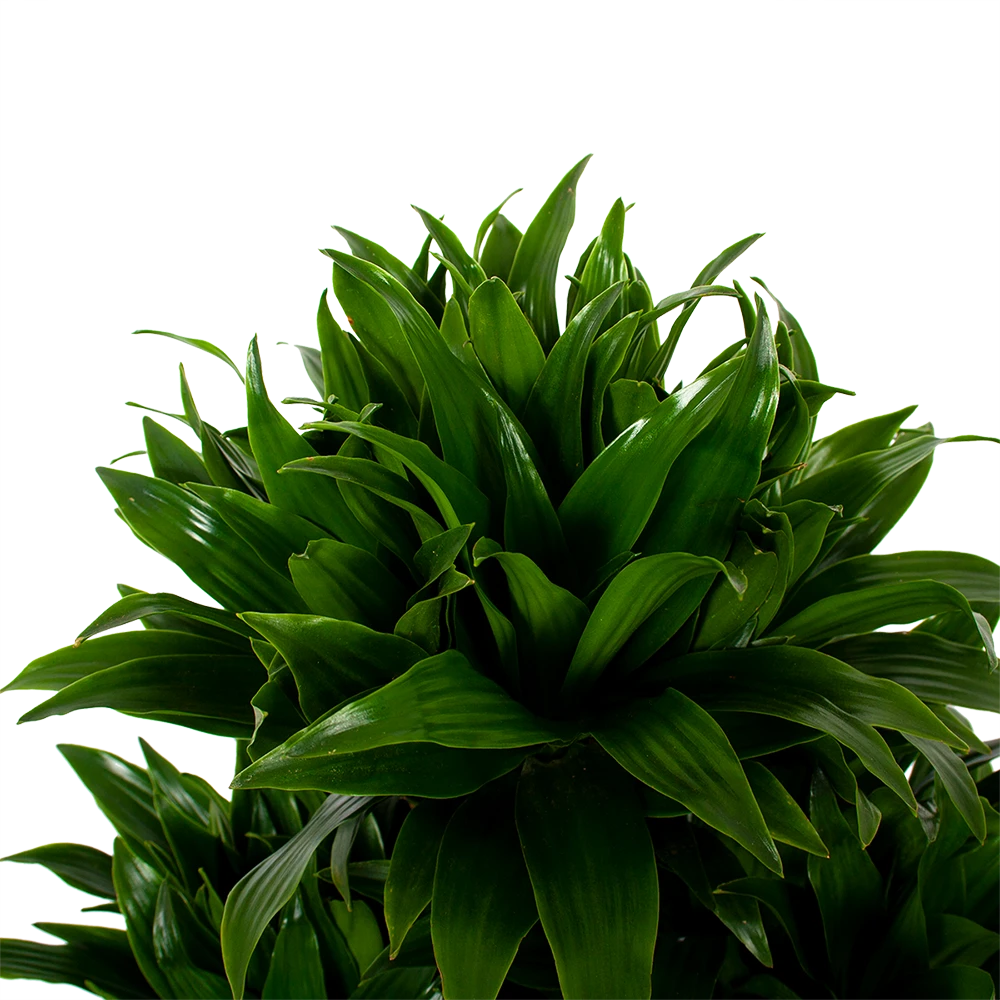 Dracaena Compacta - Vertakt - Drakenbloedboom - p27 h100 - Kamerplant Dracaena Compacta - Vertakt - Drakenbloedboom - P27 H100 - Kamerplant -Tuin Gereedschap Winkel dracaena compacta vertakt drakenbloedboom p27 h100 5 1