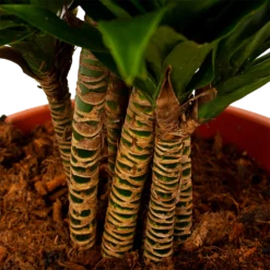 Dracaena Compacta - Vertakt - Drakenbloedboom - P27 H100 - Kamerplant 2 Dracaena Compacta - Vertakt - Drakenbloedboom - P27 H100 - Kamerplant -Tuin Gereedschap Winkel dracaena compacta vertakt drakenbloedboom p27 h100 6 1