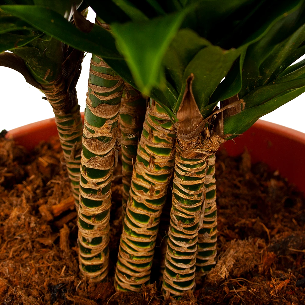 Dracaena Compacta - Vertakt - Drakenbloedboom - p27 h100 - Kamerplant Dracaena Compacta - Vertakt - Drakenbloedboom - P27 H100 - Kamerplant -Tuin Gereedschap Winkel dracaena compacta vertakt drakenbloedboom p27 h100 6 1