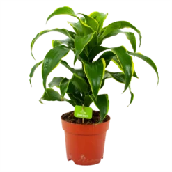 Dracaena Dorado - Drakenbloedboom - P17 H55 - Kamerplant
