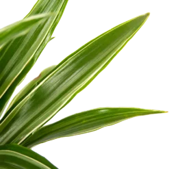 Dracaena White Stripe - Op Stam - Drakenbloedboom - P21 H100 - Kamerplant -Tuin Gereedschap Winkel dracaena white stripe op stam drakenbloedboom p21 h100 6 1
