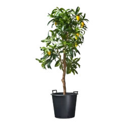 Nature - Ritzi Container Zwart 50L - Met Handgreep 2 Nature - Ritzi Container Zwart 50L - Met Handgreep -Tuin Gereedschap Winkel nature ritzi container zwart 50l met handgreep plantencontainer 3