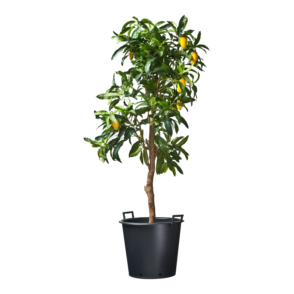 Nature - Ritzi container zwart 50L - met handgreep Nature - Ritzi Container Zwart 50L - Met Handgreep -Tuin Gereedschap Winkel nature ritzi container zwart 50l met handgreep plantencontainer 3