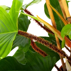 Philodendron Squamiferum Piramide - P19 H75 - Kamerplant -Tuin Gereedschap Winkel philodendron squamiferum piramide p19 h75 6 1