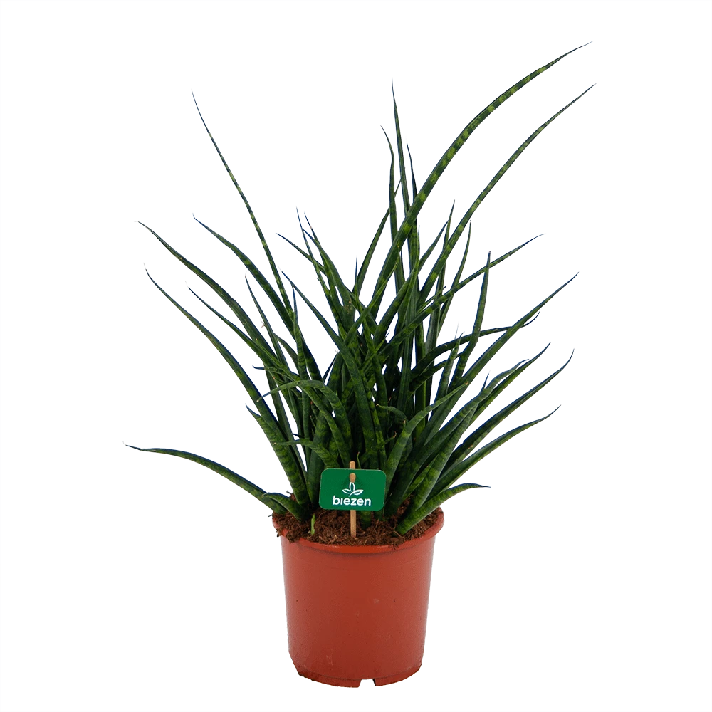 Sansevieria Fernwoord punk - Vrouwentong - p17 h60 - Kamerplant Sansevieria Fernwoord Punk - Vrouwentong - P17 H60 - Kamerplant -Tuin Gereedschap Winkel sansevieria fernwoord punk vrouwentong p17 h60 kamerplant 1