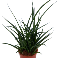 Tuin Gereedschap Winkel -Tuin Gereedschap Winkel sansevieria fernwoord punk vrouwentong p17 h60 kamerplant 2