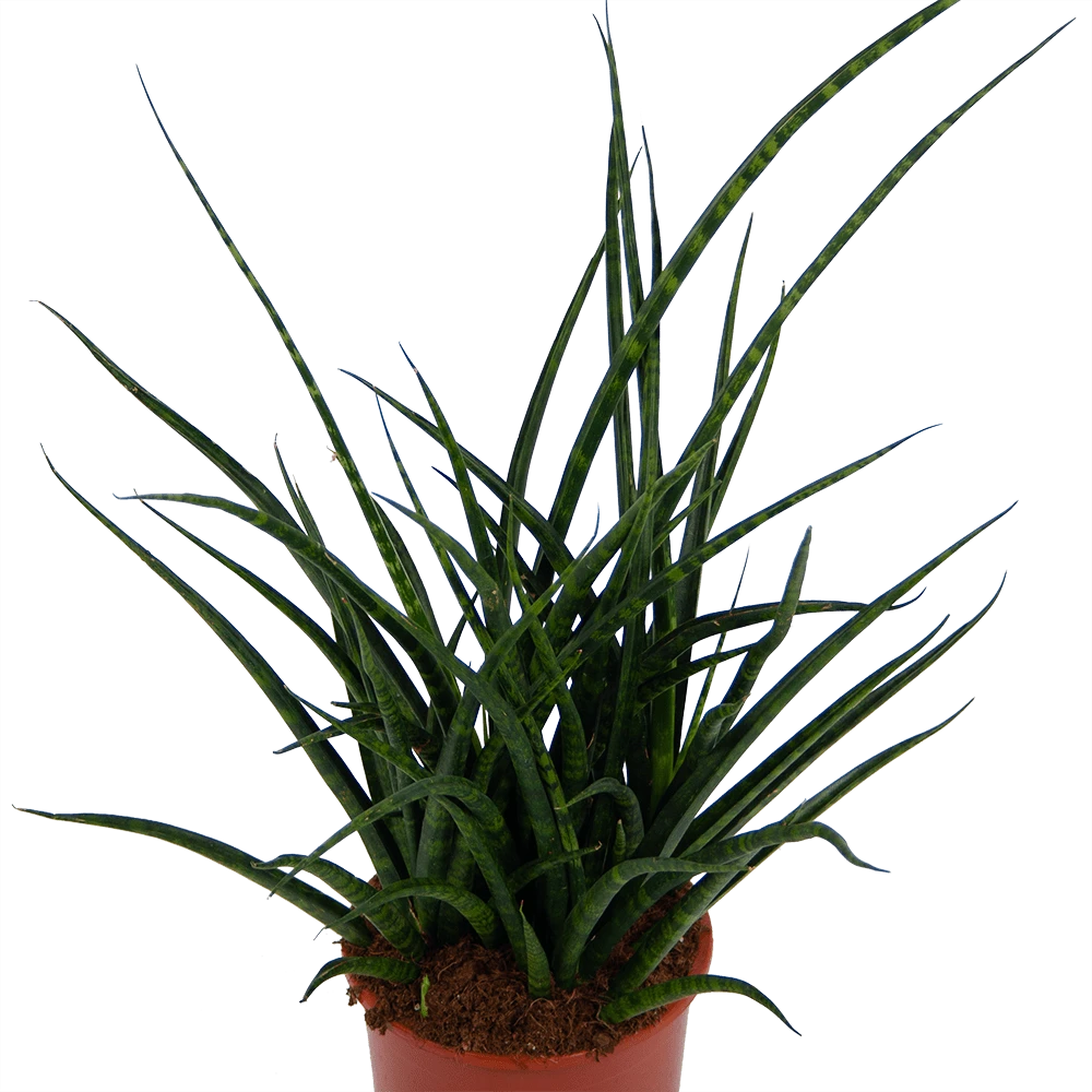 Sansevieria Fernwoord punk - Vrouwentong - p17 h60 - Kamerplant Sansevieria Fernwoord Punk - Vrouwentong - P17 H60 - Kamerplant -Tuin Gereedschap Winkel sansevieria fernwoord punk vrouwentong p17 h60 kamerplant 2