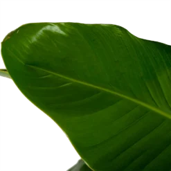 Tuin Gereedschap Winkel -Tuin Gereedschap Winkel strelitzia nicolai paradijsvogelpant p32 5 h165 5