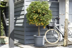 Plantenschotel Elho Universeel Rond 48cm - Antraciet -Tuin Gereedschap Winkel universele schotel rond 48cm schotel antraciet 7 13