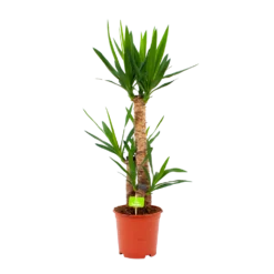 Yucca - Palmlelie - P21 H100 - Kamerplant