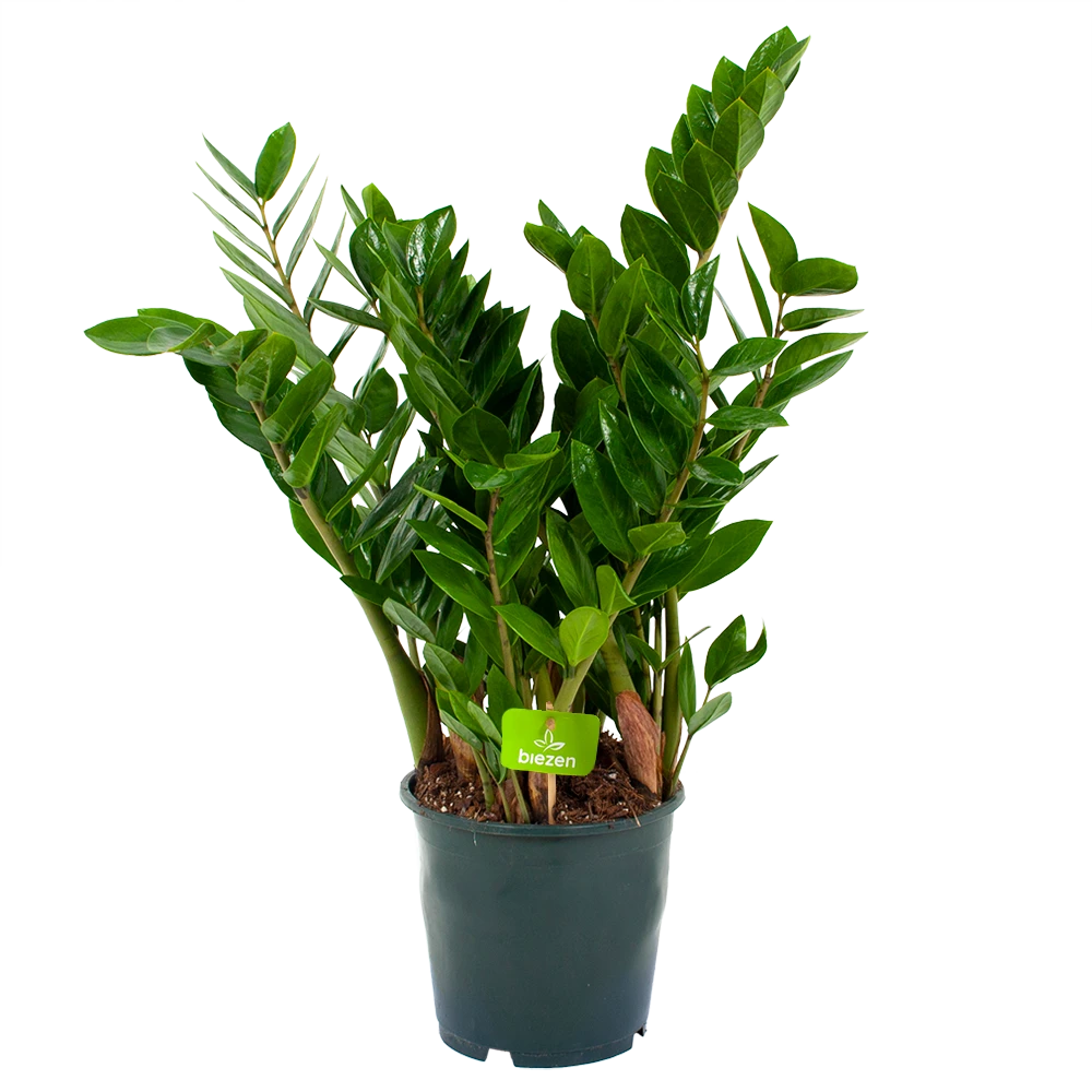 Zamioculcas zamiifolia - Emerald palm - p19 h70 - Kamerplant Zamioculcas Zamiifolia - Emerald Palm - P19 H70 - Kamerplant -Tuin Gereedschap Winkel zamioculcas zamiifolia emerald palm p19 h70 1 3